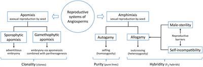Editorial: Genetics and genomics of plant reproduction for crop breeding, volume II
